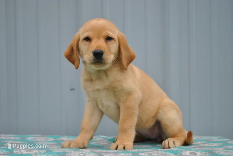 Carmen – Labrador Retriever puppy for sale in Elroy, WI