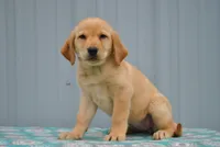 Carmen, a female Labrador Retriever for sale in Elroy, WI – 1 of 6
