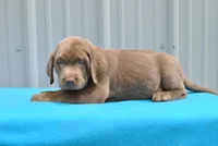 Bruno, a male Labrador Retriever for sale in Elroy, WI – 4 of 6