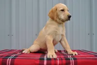 Kip, a male Labrador Retriever for sale in Elroy, WI – 4 of 6