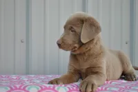 Ivy, a female Labrador Retriever for sale in Elroy, WI – 4 of 6