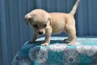 Peanut, a female Labrador Retriever for sale in Elroy, WI – 3 of 6