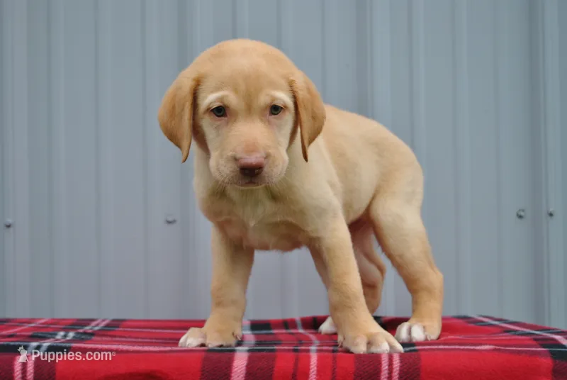 Shiloh – Labrador Retriever puppy for sale in Elroy, WI