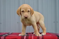Shiloh, a male Labrador Retriever for sale in Elroy, WI – 1 of 6