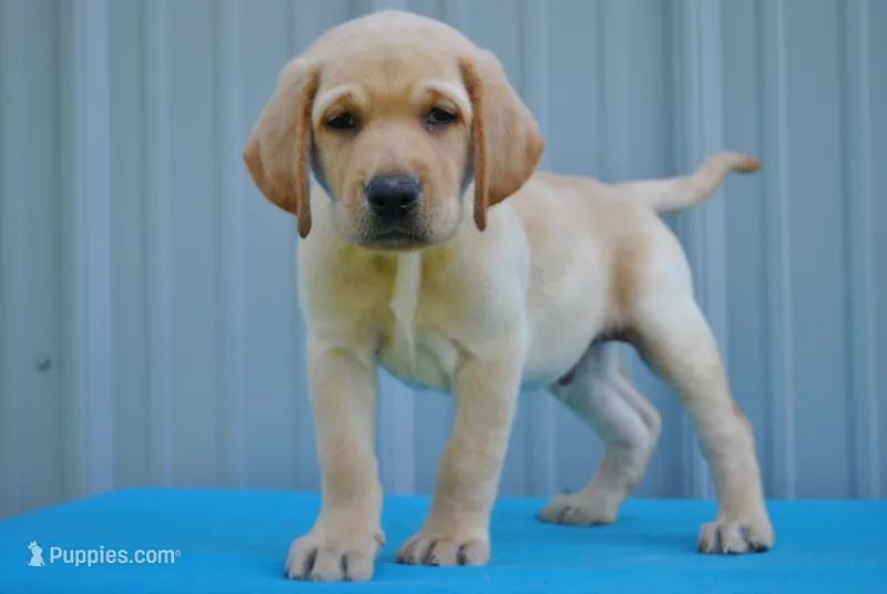 Vortex – Labrador Retriever puppy for sale in Elroy, WI
