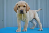 Vortex, a male Labrador Retriever for sale in Elroy, WI – 1 of 6