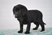 Reliegh, a female Labrador Retriever for sale in Elroy, WI – Photo 2 of 6