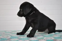 Reliegh, a female Labrador Retriever for sale in Elroy, WI – Photo 4 of 6