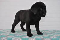 Reliegh, a female Labrador Retriever for sale in Elroy, WI – Photo 3 of 6