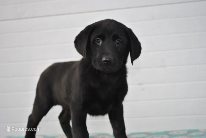 Reliegh – Labrador Retriever puppy for sale in Elroy, WI