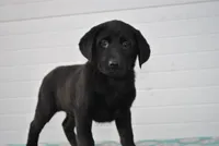 Reliegh, a female Labrador Retriever for sale in Elroy, WI – Photo 1 of 6