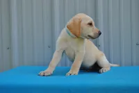 Hunter, a male Labrador Retriever for sale in Elroy, WI – 4 of 6
