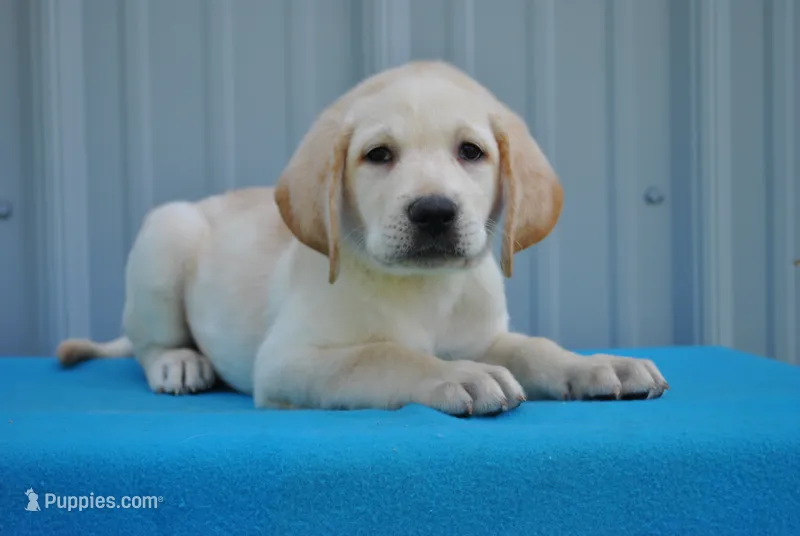 Yeti – Labrador Retriever puppy for sale in Elroy, WI