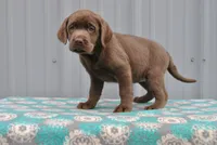 Mocha, a female Labrador Retriever for sale in Elroy, WI – 2 of 6