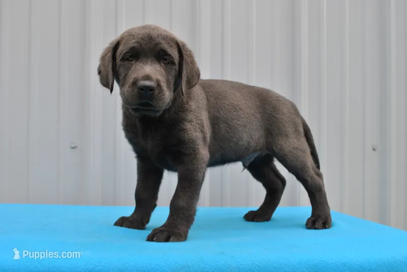 Bo – Labrador Retriever puppy for sale in Elroy, WI