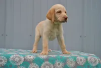 Sandy, a female Labrador Retriever for sale in Elroy, WI – 4 of 6
