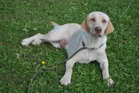 Shiloh, a male Labrador Retriever for sale in Elroy, WI – 5 of 6