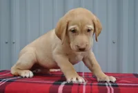 Shiloh, a male Labrador Retriever for sale in Elroy, WI – 3 of 6