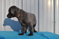 Jojo, a male Labrador Retriever for sale in Elroy, WI – Photo 4 of 6