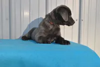 Jojo, a male Labrador Retriever for sale in Elroy, WI – Photo 2 of 6