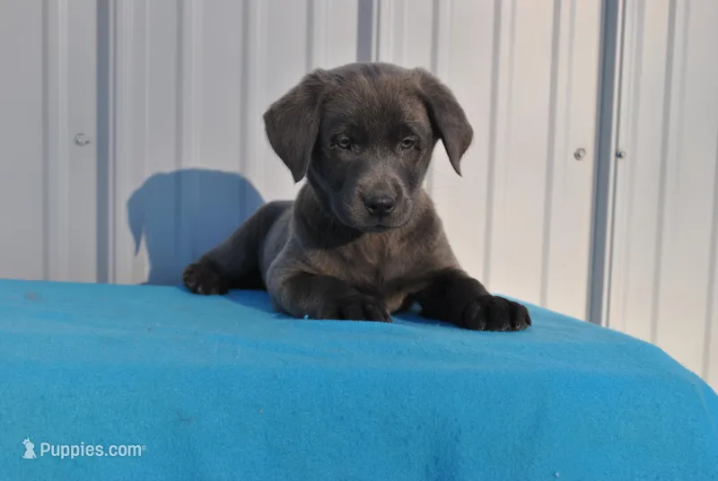 Jojo – Labrador Retriever puppy for sale in Elroy, WI