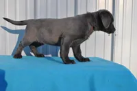 Jojo, a male Labrador Retriever for sale in Elroy, WI – Photo 3 of 6