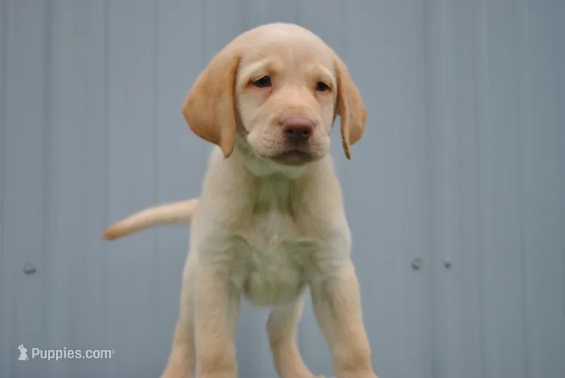 Sandy – Labrador Retriever puppy for sale in Elroy, WI