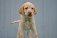 Sandy, a female Labrador Retriever for sale in Elroy, WI – 1 of 6