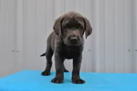 Bo, a male Labrador Retriever for sale in Elroy, WI – 2 of 6