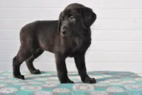 Oakley, a female Labrador Retriever for sale in Elroy, WI – Photo 4 of 6