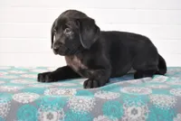 Oakley, a female Labrador Retriever for sale in Elroy, WI – Photo 3 of 6