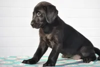 Oakley, a female Labrador Retriever for sale in Elroy, WI – Photo 2 of 6