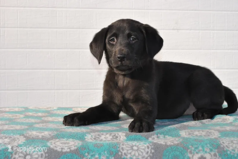 Oakley – Labrador Retriever puppy for sale in Elroy, WI