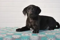 Oakley, a female Labrador Retriever for sale in Elroy, WI – Photo 1 of 6