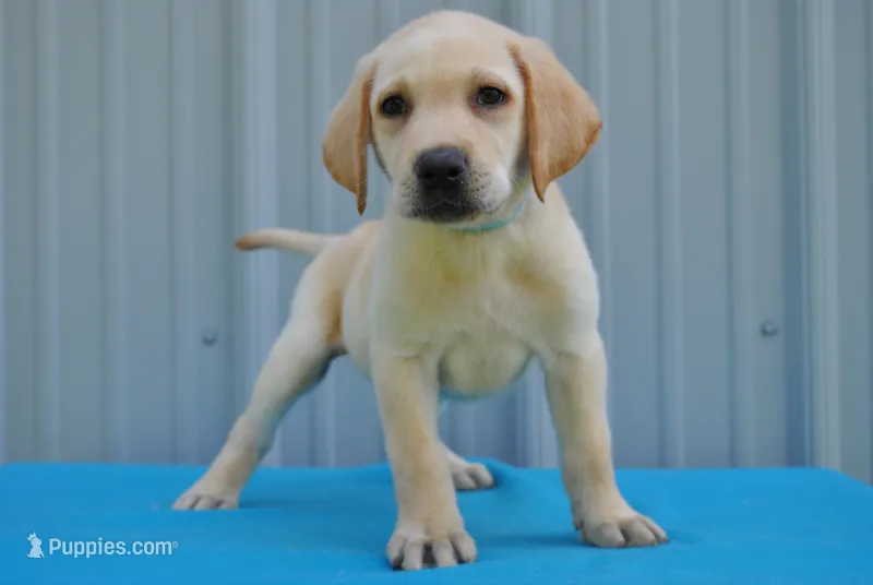 Hunter – Labrador Retriever puppy for sale in Elroy, WI
