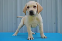Hunter, a male Labrador Retriever for sale in Elroy, WI – 1 of 6