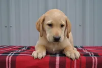 Kip, a male Labrador Retriever for sale in Elroy, WI – 2 of 6