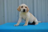 Hunter, a male Labrador Retriever for sale in Elroy, WI – 2 of 6