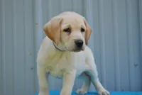 Benji, a male Labrador Retriever for sale in Elroy, WI – 2 of 7