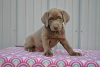 Mocha, a female Labrador Retriever for sale in Elroy, WI – 4 of 6