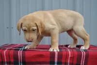 Shiloh, a male Labrador Retriever for sale in Elroy, WI – 4 of 6