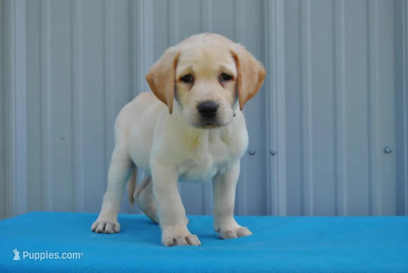 Benji – Labrador Retriever puppy for sale in Elroy, WI
