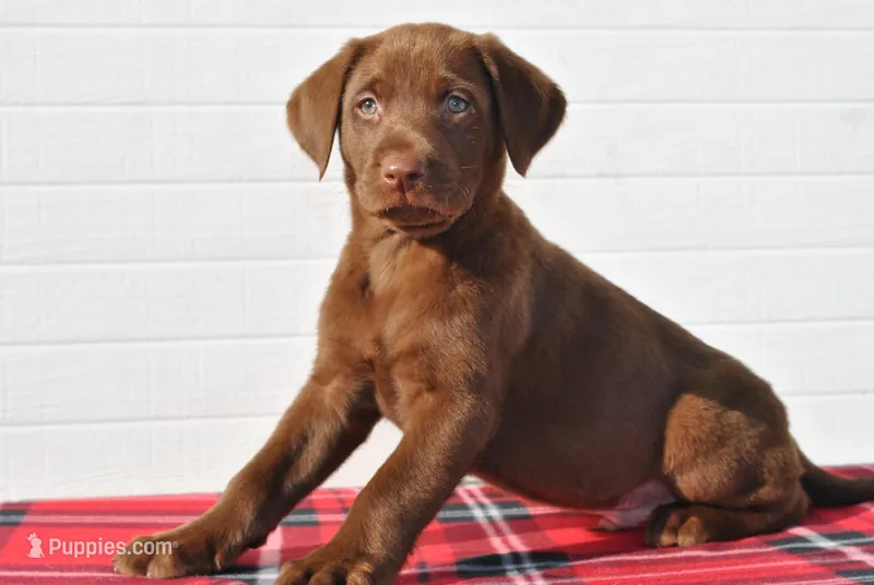 Kodiak – Labrador Retriever puppy for sale in Elroy, WI