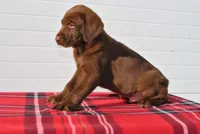 Kodiak, a male Labrador Retriever for sale in Elroy, WI – Photo 4 of 6