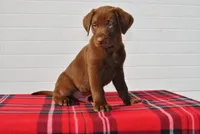 Kodiak, a male Labrador Retriever for sale in Elroy, WI – Photo 3 of 6