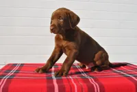 Kodiak, a male Labrador Retriever for sale in Elroy, WI – Photo 2 of 6