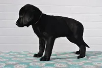 Willow, a female Labrador Retriever for sale in Elroy, WI – Photo 4 of 6