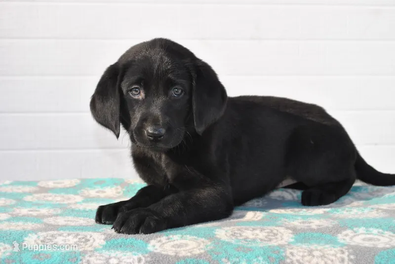 Willow – Labrador Retriever puppy for sale in Elroy, WI