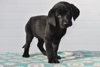 Willow, a female Labrador Retriever for sale in Elroy, WI – Photo 2 of 6