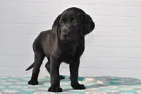 Willow, a female Labrador Retriever for sale in Elroy, WI – Photo 3 of 6